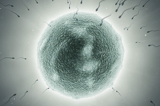 凍胚移植對于泰國試管成功率有影響嗎？