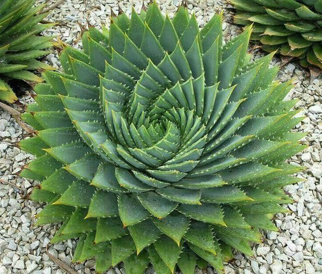 試管嬰兒移植后這幾種食物不能吃，影響胚胎著床率！