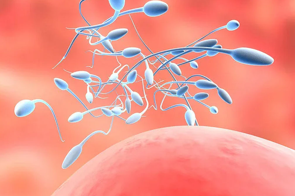 受精過程 受精過程