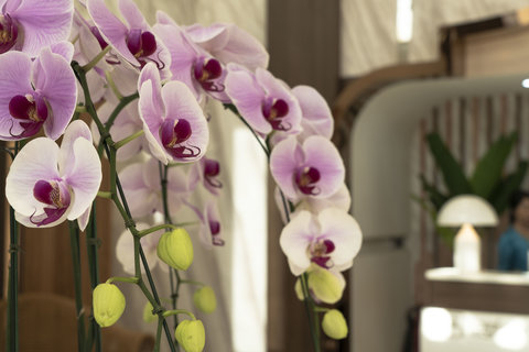 泰國試管嬰兒醫院怎么預約掛號？泰國試管嬰兒醫院預約流程