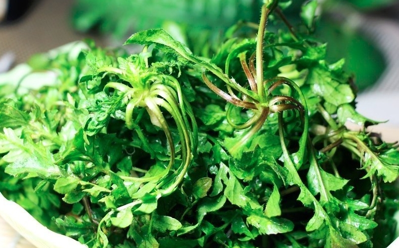 薺菜哪些人不能吃？薺菜的功效和禁忌有哪些？