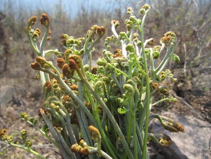 蕨菜哪些人不能吃？蕨菜不能和什么食物一起吃？