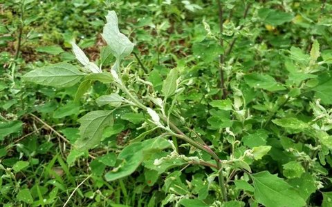 灰灰菜哪些人不適合吃？灰灰菜的正確吃法及禁忌