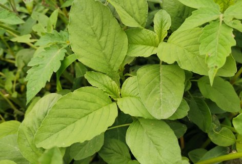 野莧菜哪些人不適合吃？野莧菜不能和什么一起吃？