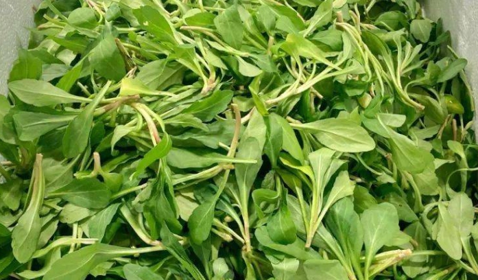 馬蘭頭哪些人不宜吃？馬蘭頭的功效與禁忌