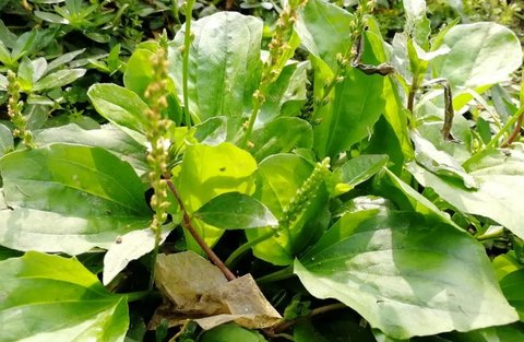 車前草哪些人不宜吃？車前草的功效與禁忌