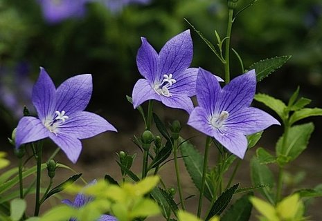 桔梗哪些人不能吃？桔梗不能和什么一起吃？