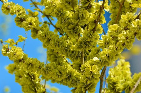 榆錢哪些人不能吃？榆錢的功效與作用禁忌