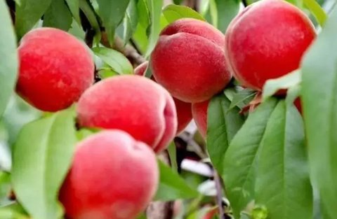 桃子是酸性還是堿性食物？桃子是什么性質的食物？