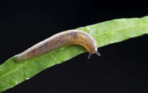 蛞蝓對人體有什么危害？鼻涕蟲對人體的危害