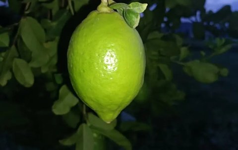 香水檸檬和普通檸檬有什么區(qū)別？香水檸檬的功效與作用