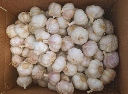 生大蒜一招治痛風？原來這么簡單！