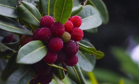 楊梅孕婦可以吃嗎？楊梅對胎兒有影響嗎？