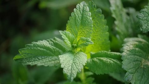 薄荷減肥餐有用嗎？薄荷21天減肥全餐食譜