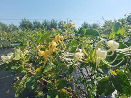 金銀花對身體有什么好處？金銀花的功效與作用及禁忌