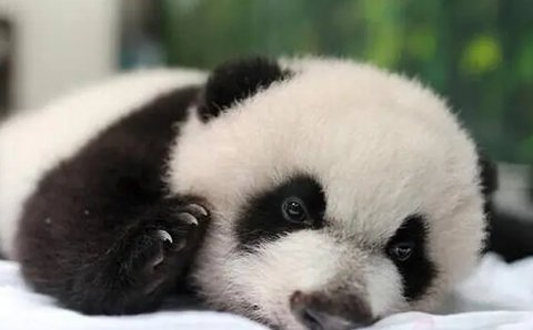 黑眼圈太重了怎么快速消除？去除黑眼圈的小妙招！