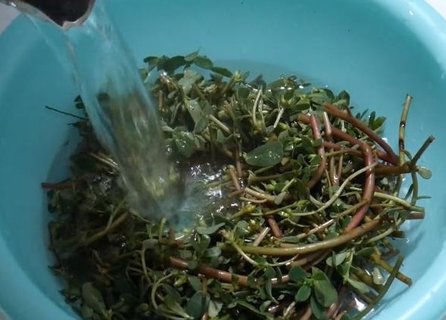 馬齒莧怎樣洗頭發最好？馬齒莧洗頭的功效與作用及禁忌