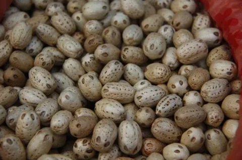 五眼果怎么食用最好？五眼果的功效與作用