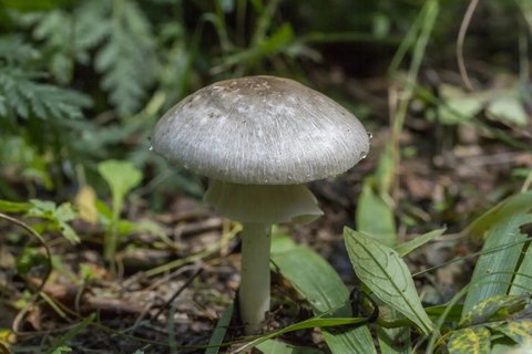 蘑菇的嘌呤含量是多少？各種蘑菇的嘌呤含量表