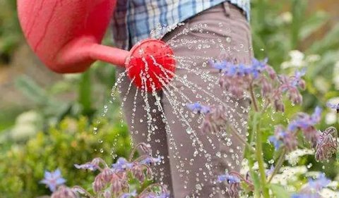 啤酒澆花有什么作用？啤酒澆花的作用和功效