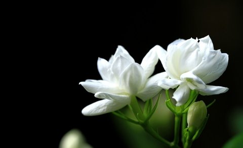 茉莉花香對人體有什么影響？茉莉花香的功效與作用