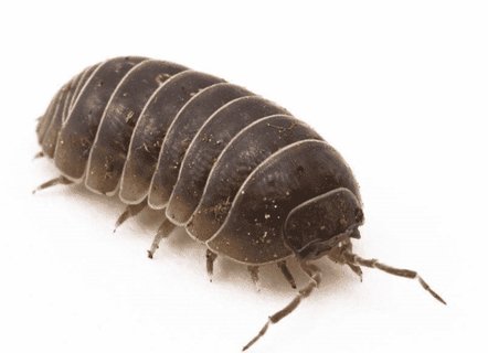 潮蟲能治什么病？潮蟲的功效與作用