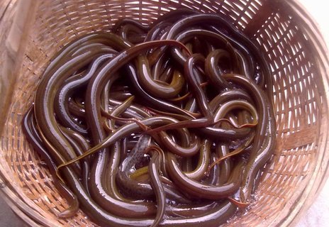 黃鱔哪些人群不宜吃？黃鱔四種人不能吃