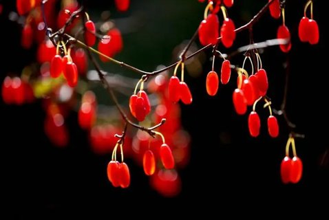 山茱萸和什么搭配泡水喝最好？山茱萸泡水喝的正確方法