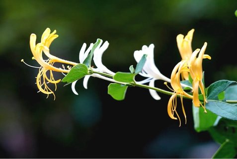 金花茶的副作用太大了怎么辦？金花茶的副作用和禁忌