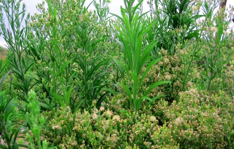 飛蓬草洗頭有啥作用？飛蓬草洗頭的功效與作用