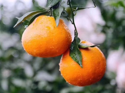 耙耙柑吃多了有什么問題？耙耙柑的作用與功效