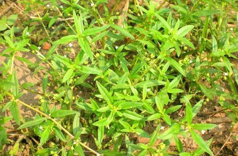 蛇舌草有什么作用和功效？蛇舌草的功效與作用及食用方法