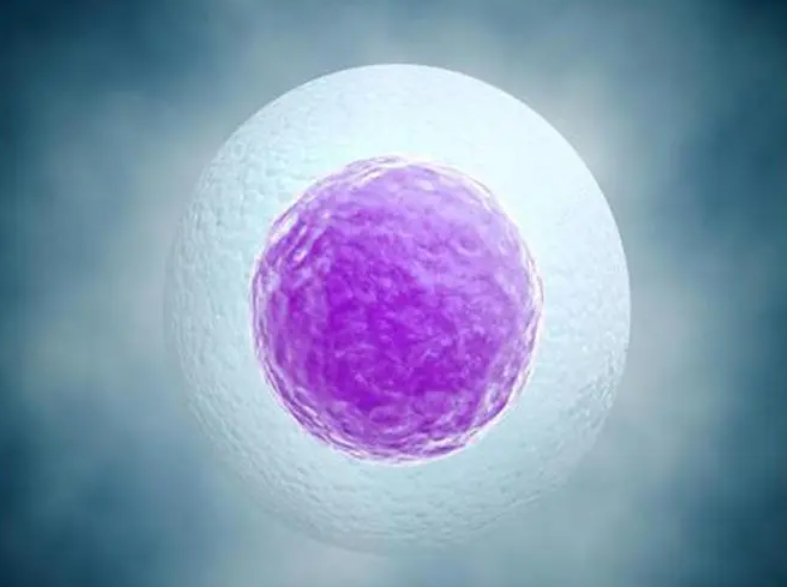 AMH高意味著什么？AMH值偏高說明什么？