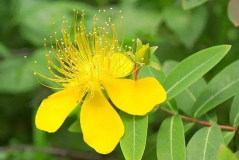 貫葉金絲桃有什么作用？貫葉金絲桃的功效與作用