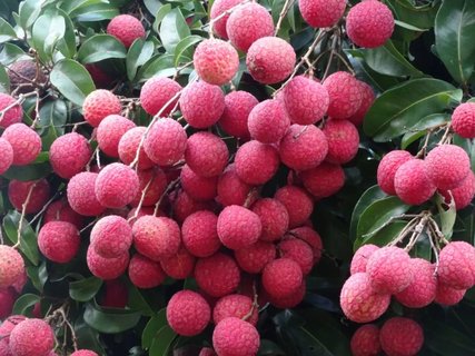 荔枝放冷藏還是冷凍保存好？荔枝的保存最佳方法