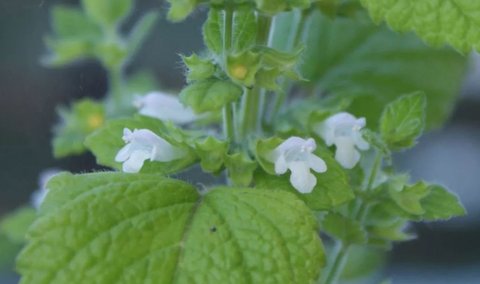 香蜂草精油有什么作用？香蜂草精油的功效與作用