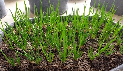 長期吃小蔥有什么好處？長期吃小蔥的好處與壞處