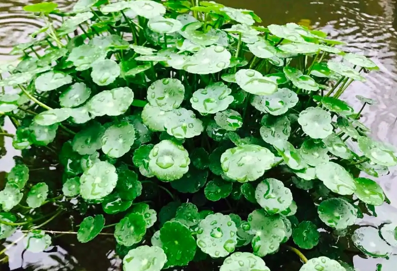 香菇草有什么藥用價值？香菇草的功效與作用及禁忌