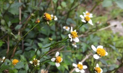 白花鬼針草有什么藥用價值？白花鬼針草的功效與作用