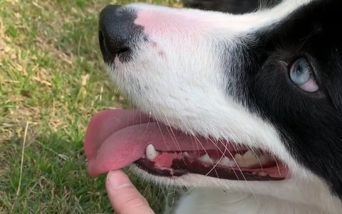 大舌頭怎么能矯正？大舌頭矯正最簡單方法