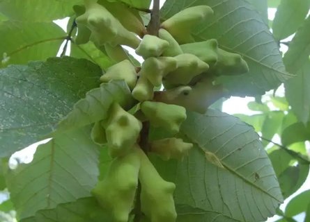 五倍子怎么用效果最佳？五倍子煎煮正確方法和用量