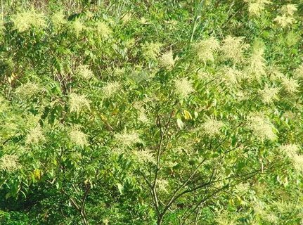 五倍子治早迣怎么用？五倍子治療早泄的經(jīng)歷