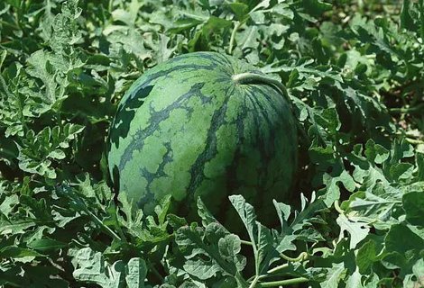 低血壓不宜吃哪些蔬菜水果？低血壓不宜吃6種水果蔬菜