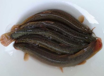 泥鰍怎么處理比較干凈？泥鰍最好的處理方法