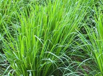 香茅驅(qū)蚊有用嗎？香茅怎么驅(qū)蚊效果好？