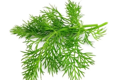 蒔蘿和茴香是一個東西嗎？蒔蘿和茴香的區別