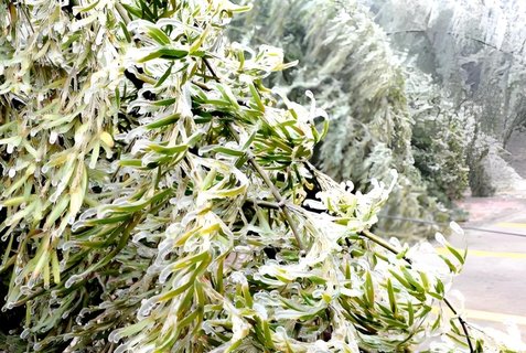 竹白霜可以治療什么病？竹白霜的藥用功效與用法