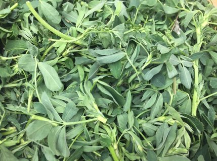 野菜哪些可以吃？可以食用的野菜種類大全