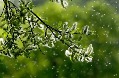 柳絮太多了怎么辦？柳絮處理小妙招