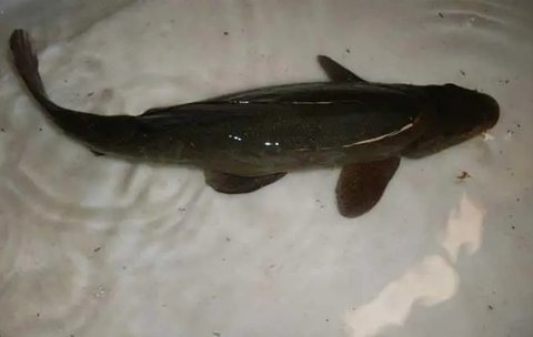 清江魚和鯰魚有什么不同？清江魚和鯰魚的區別